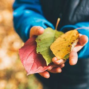Raccolto d'autunno